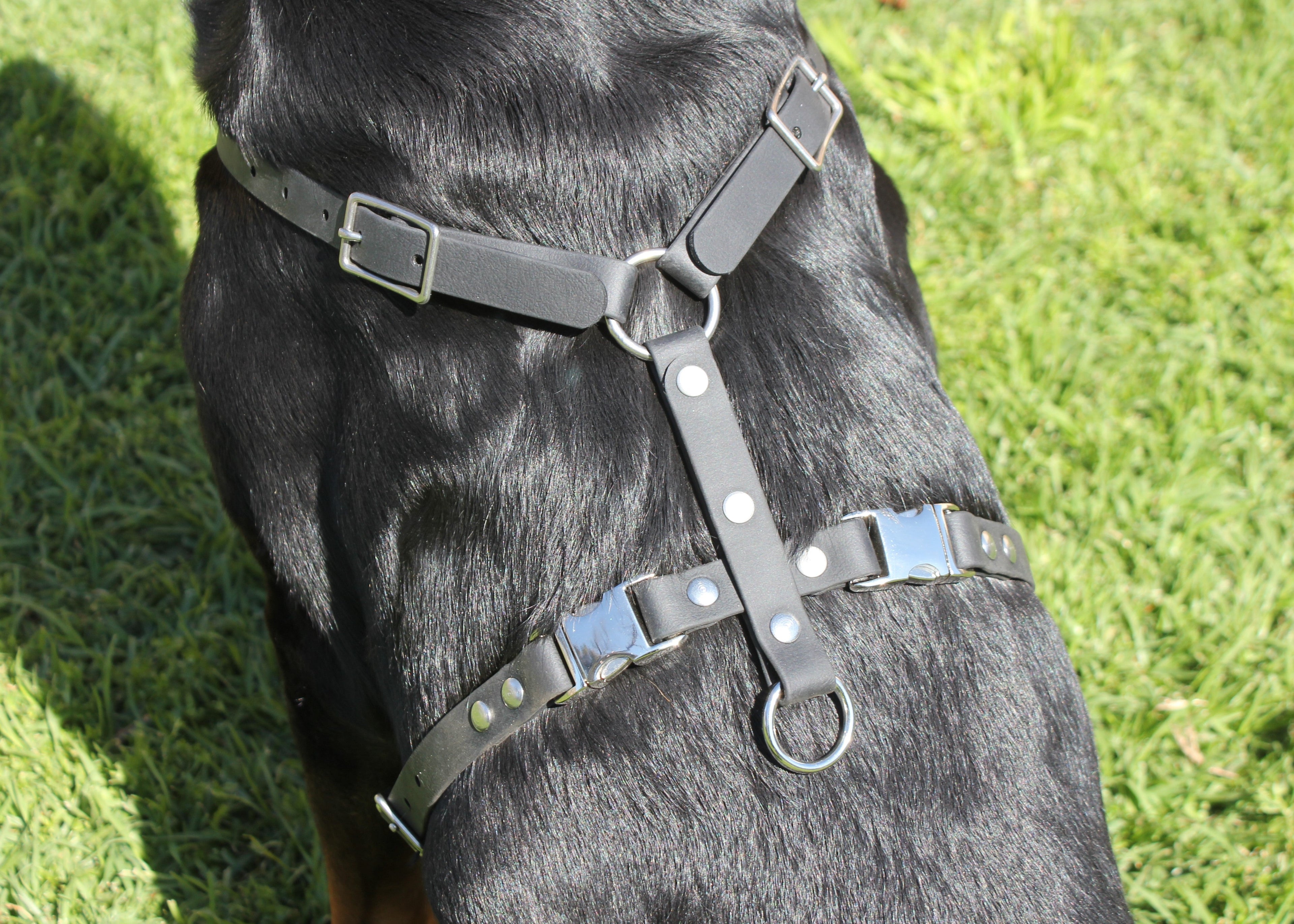 HARNESS - Nextgen Dog Collars