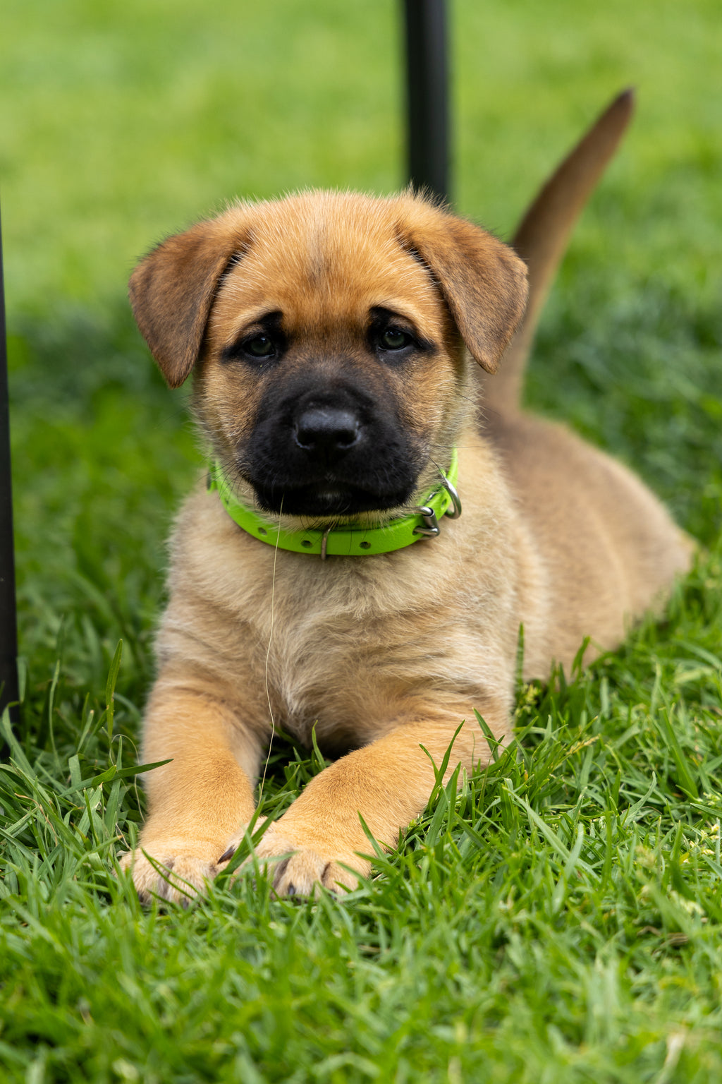 Biothane Puppy Collar 1/2" 13mm