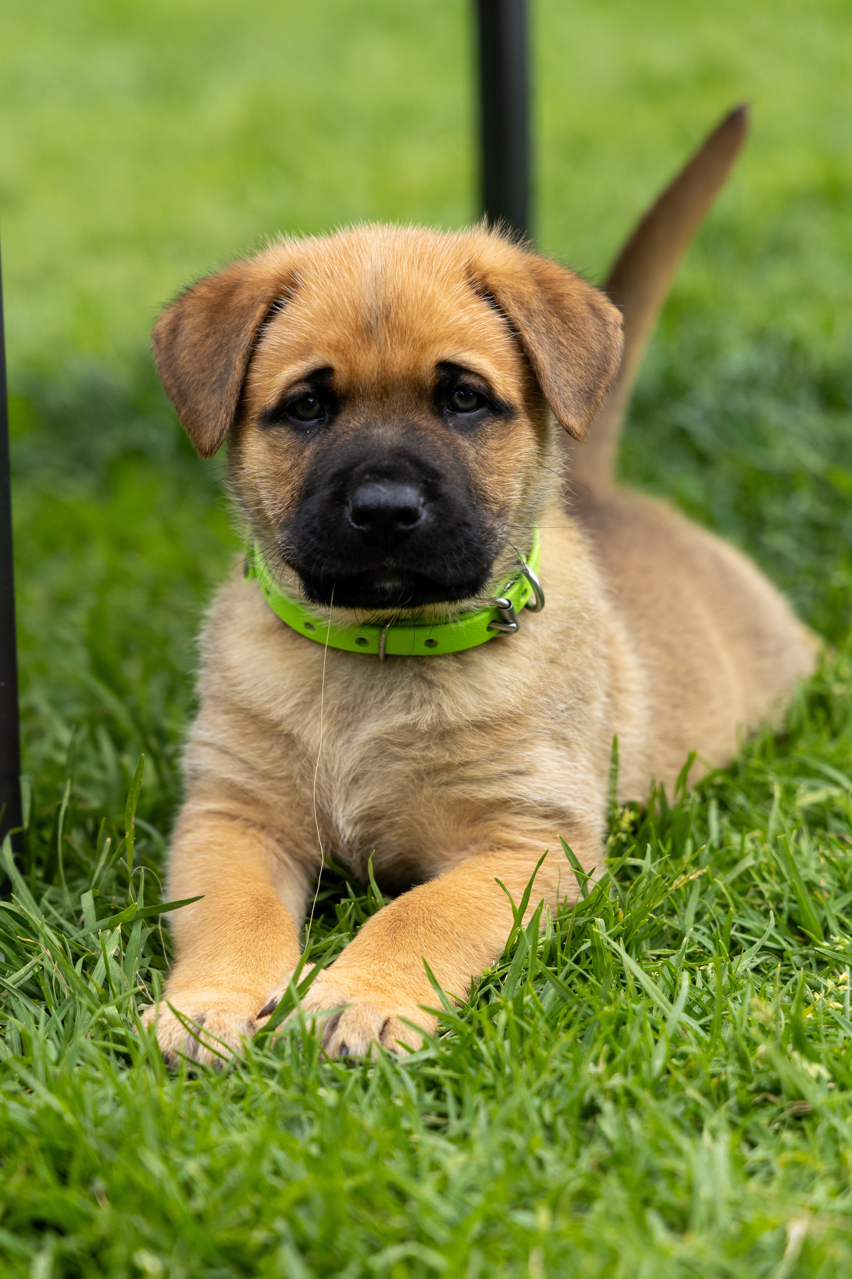 Biothane Puppy Collar 1/2" 13mm