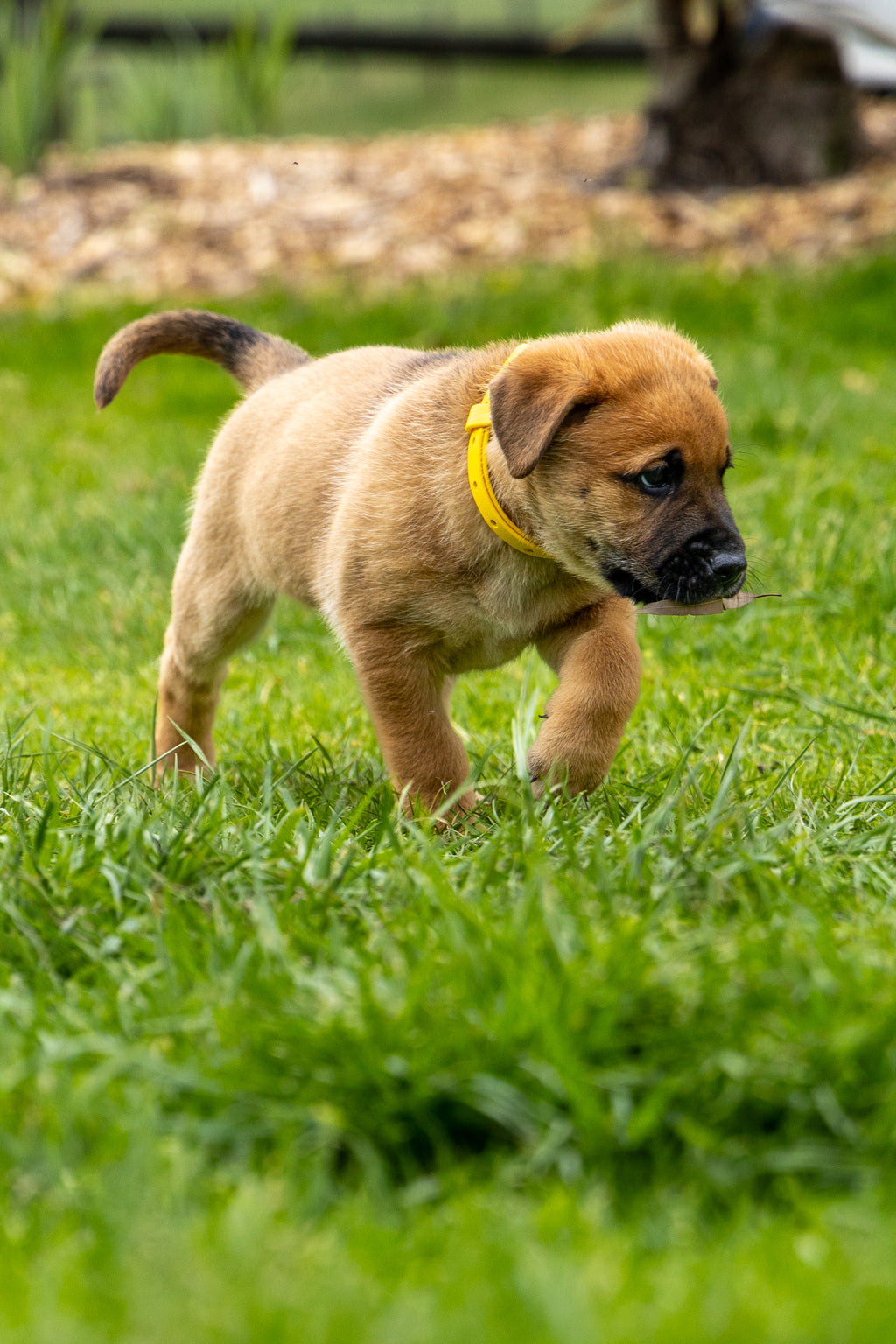 Biothane Puppy Collar 1/2" 13mm