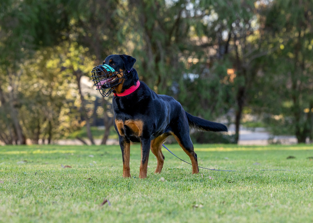 Nextgen Wire Basket Dog Muzzle