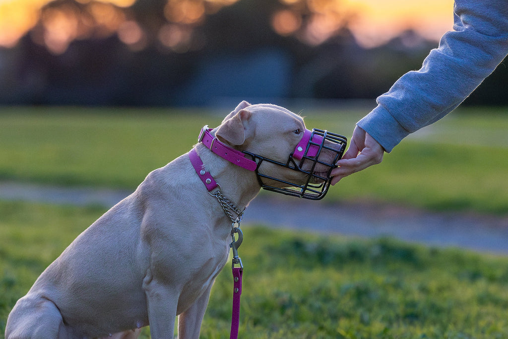 Nextgen Wire Basket Dog Muzzle