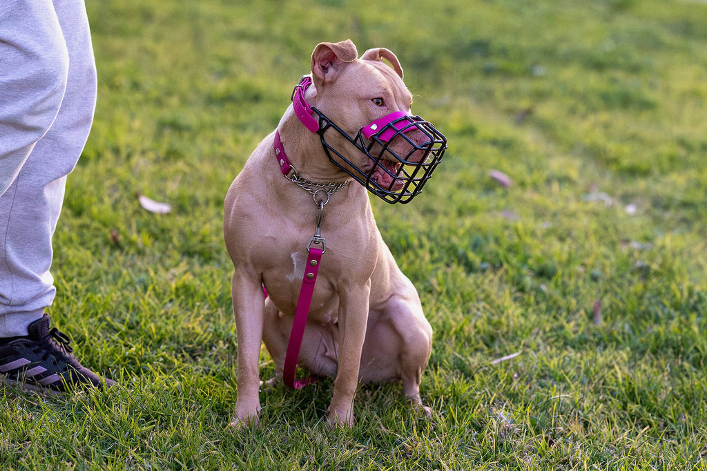 Nextgen Wire Basket Dog Muzzle