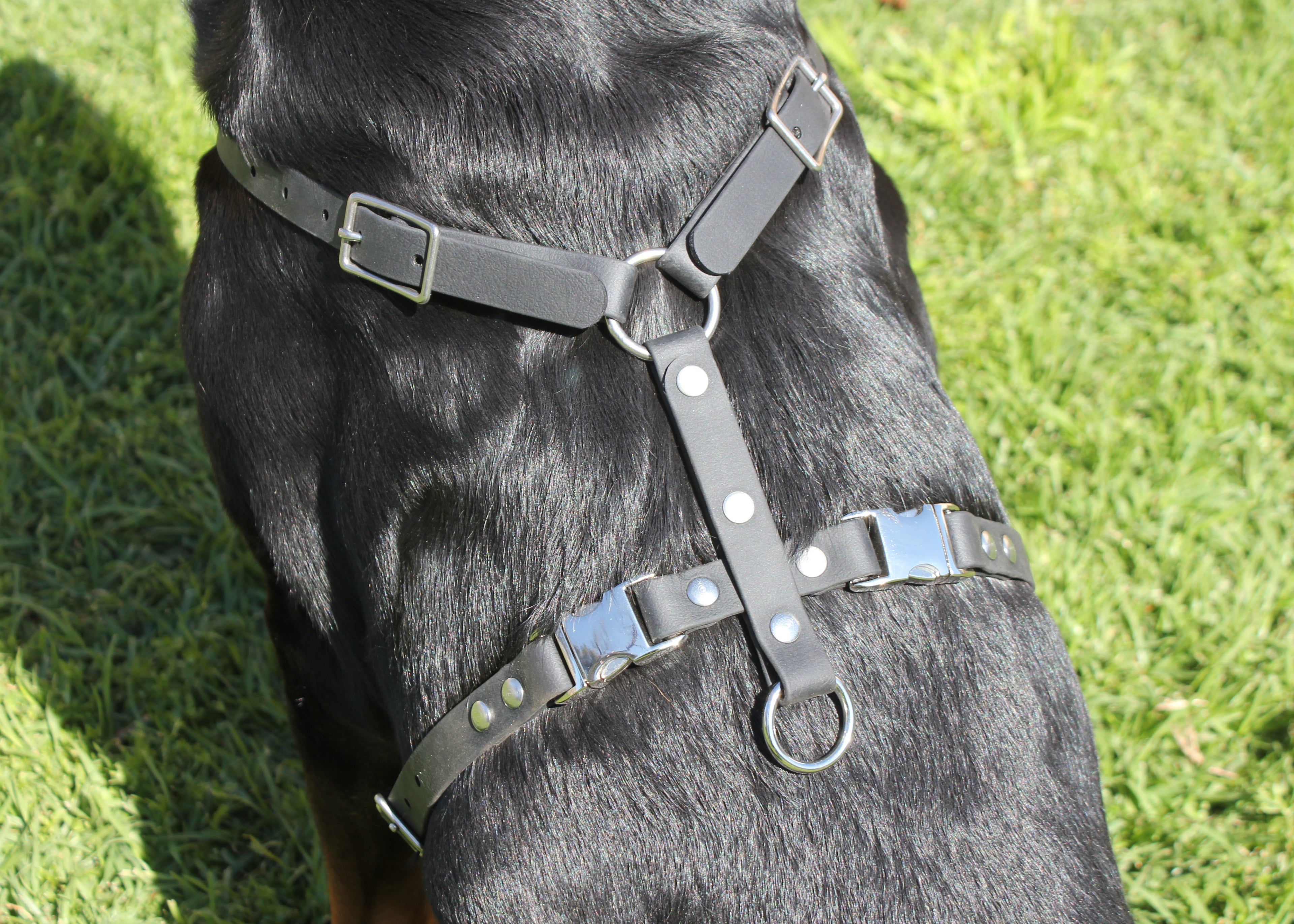 Biothane Harness 3/4" 19mm