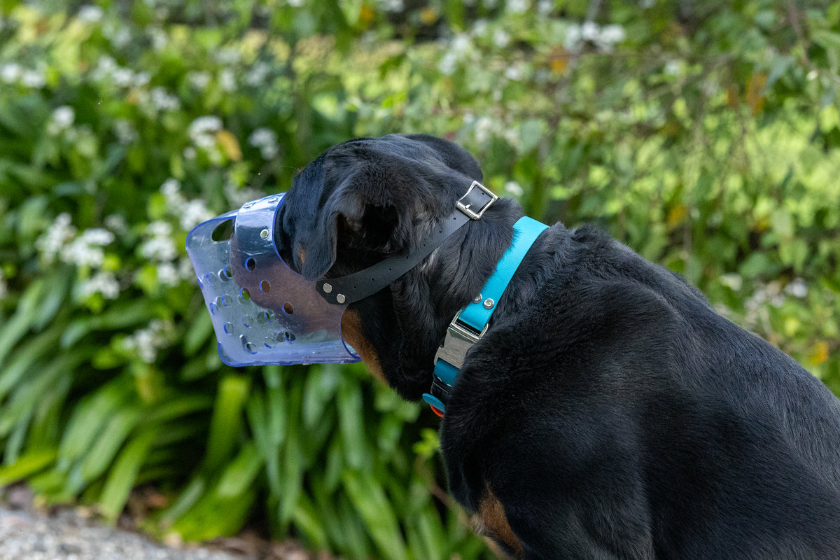 A black Rottweiler dog wearing a bright turquoise collar and a clear plastic muzzle with a black strap, standing outdoors in front of a blurred green garden background.