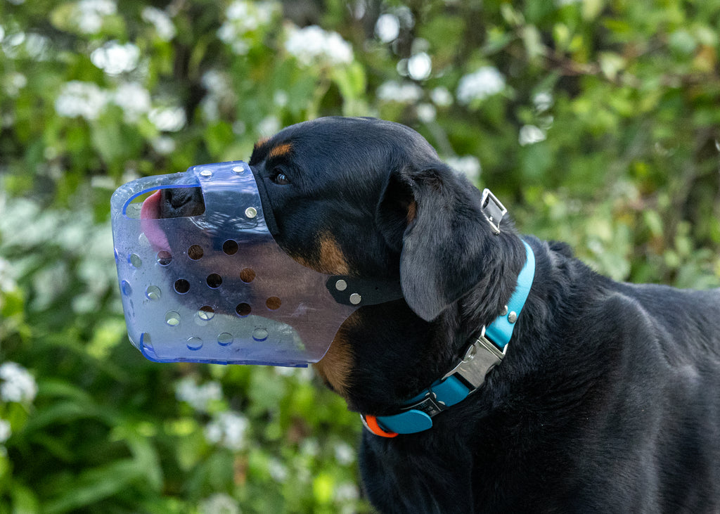 A Rottweiler dog wearing a blue translucent dog muzzle with ventilation holes, set against a blurred green garden background.