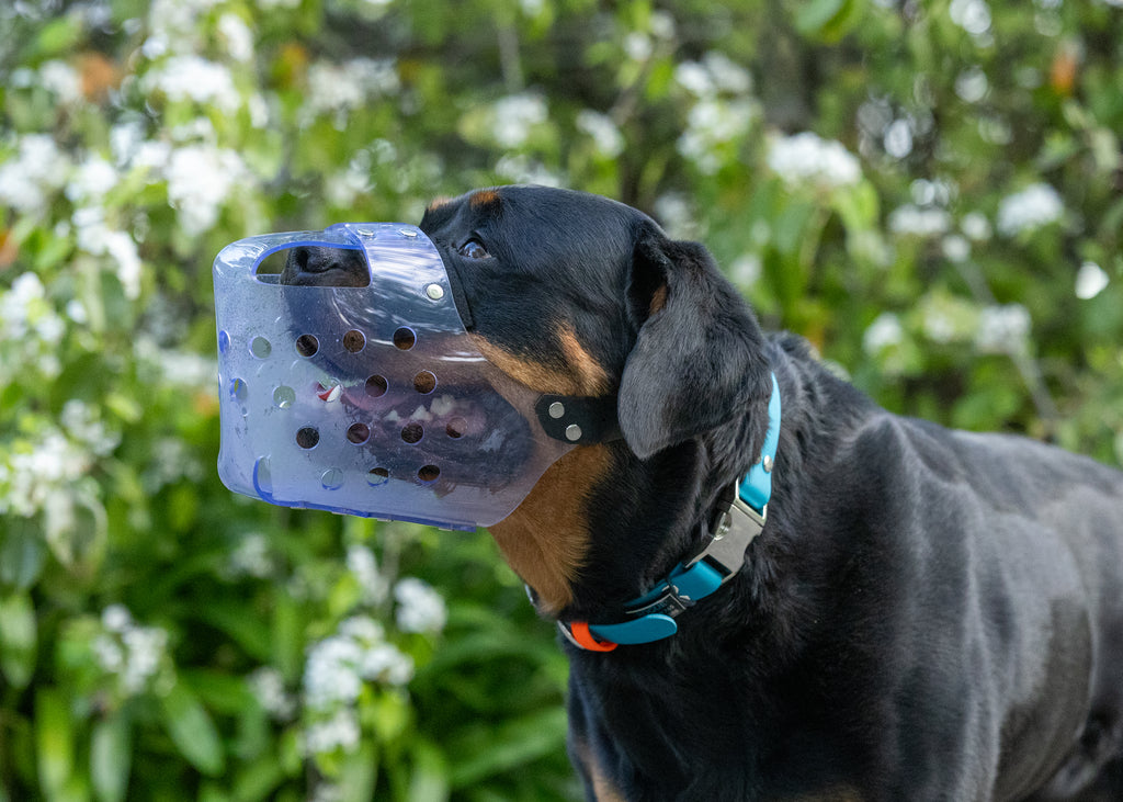 A black and tan Rottweiler dog wearing a clear plastic muzzle with ventilation holes and a blue collar, set against a blurred background of green foliage and white flowers.