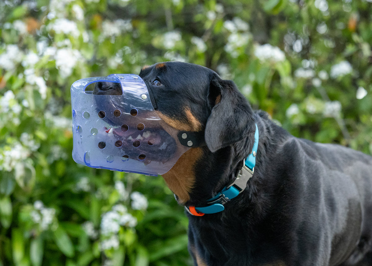 A black and tan Rottweiler dog wearing a clear plastic muzzle with ventilation holes and a blue collar, set against a blurred background of green foliage and white flowers.