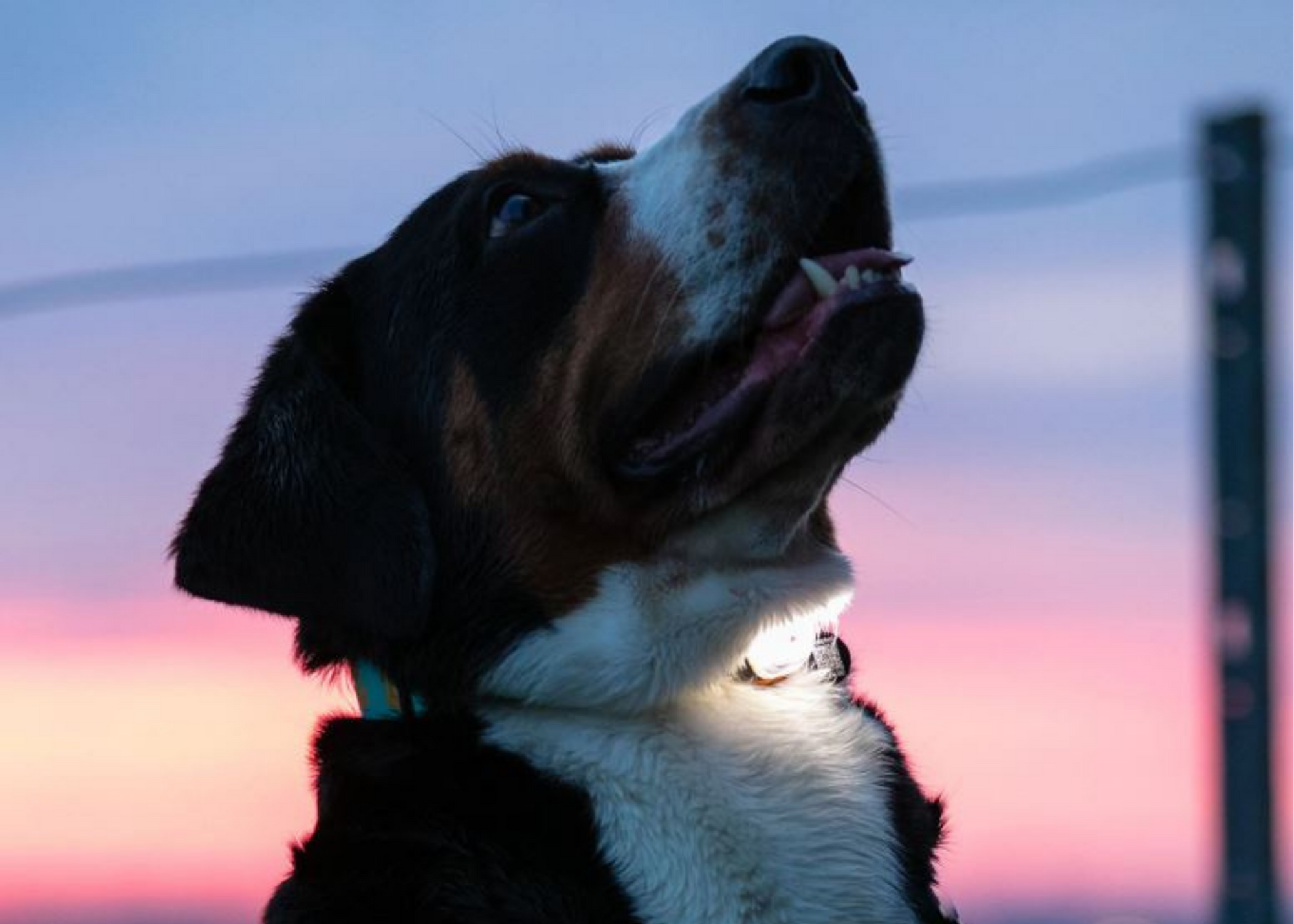 Max & Molly Matrix Ultra LED Harness/Collar Safety light