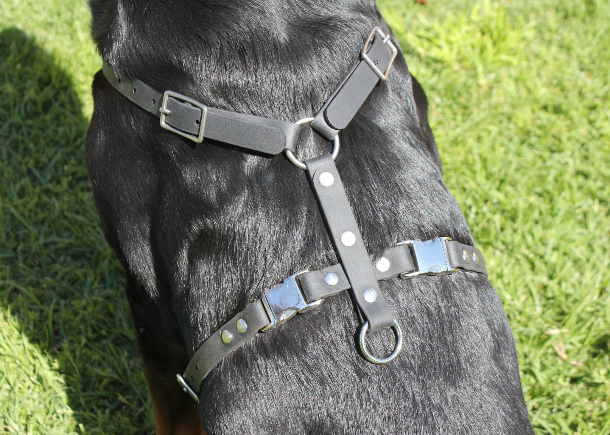 Biothane Harness 3/4" 19mm - Nextgen Dog Collars