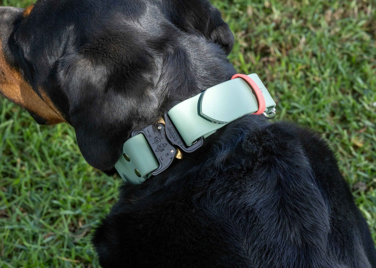 Biothane Quick Release Collar 1-1/2" 38mm - Nextgen Dog Collars