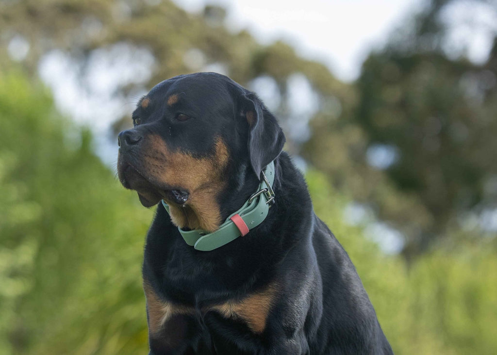 Biothane Quick Release Collar 1-1/2" 38mm - Nextgen Dog Collars