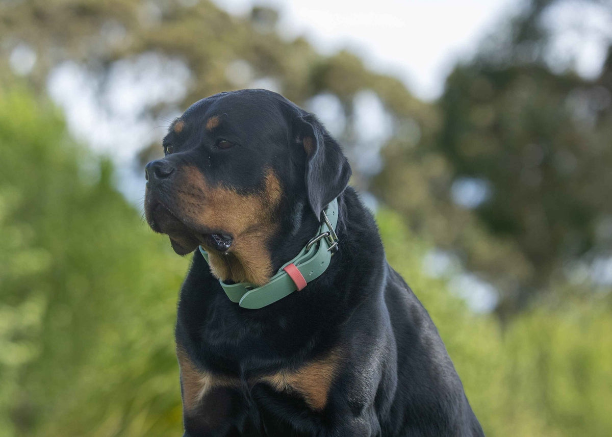 Biothane Quick Release Collar 1-1/2" 38mm - Nextgen Dog Collars
