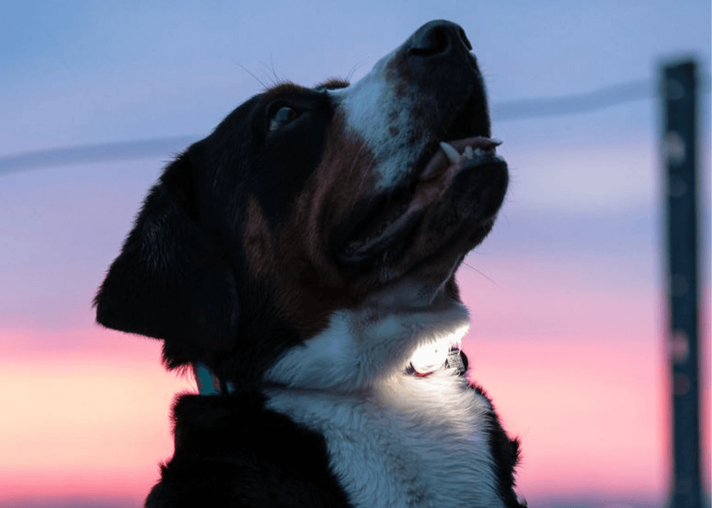 Max & Molly Matrix Ultra LED Harness/Collar Safety light - Nextgen Dog Collars