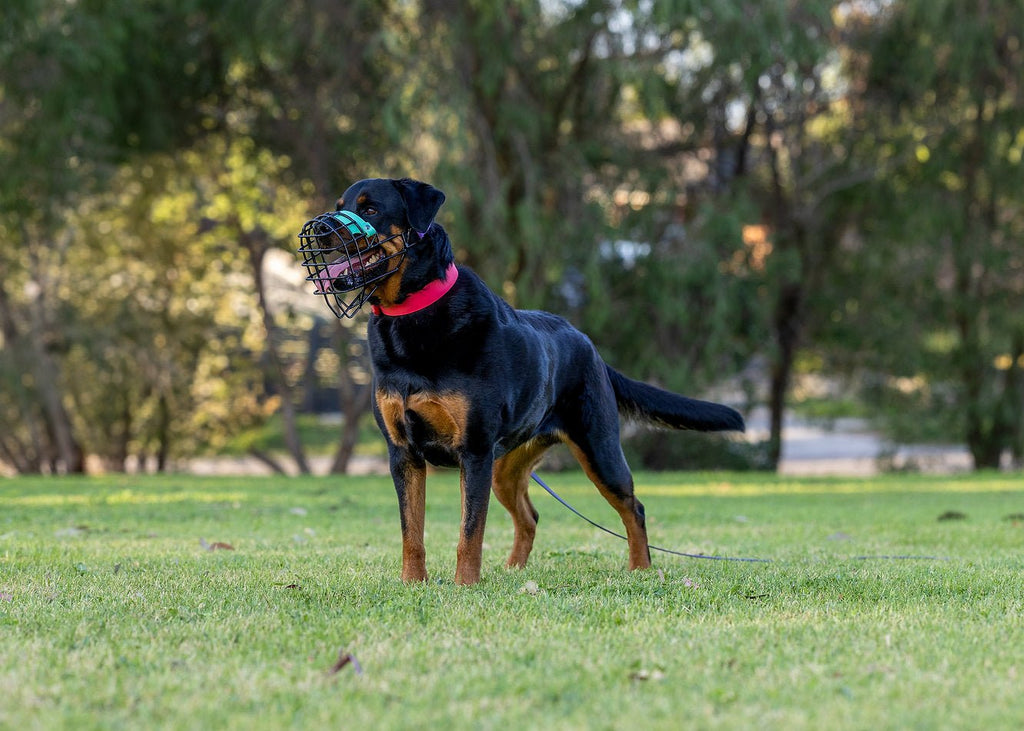 Nextgen Wire Basket Dog Muzzle - Nextgen Dog Collars
