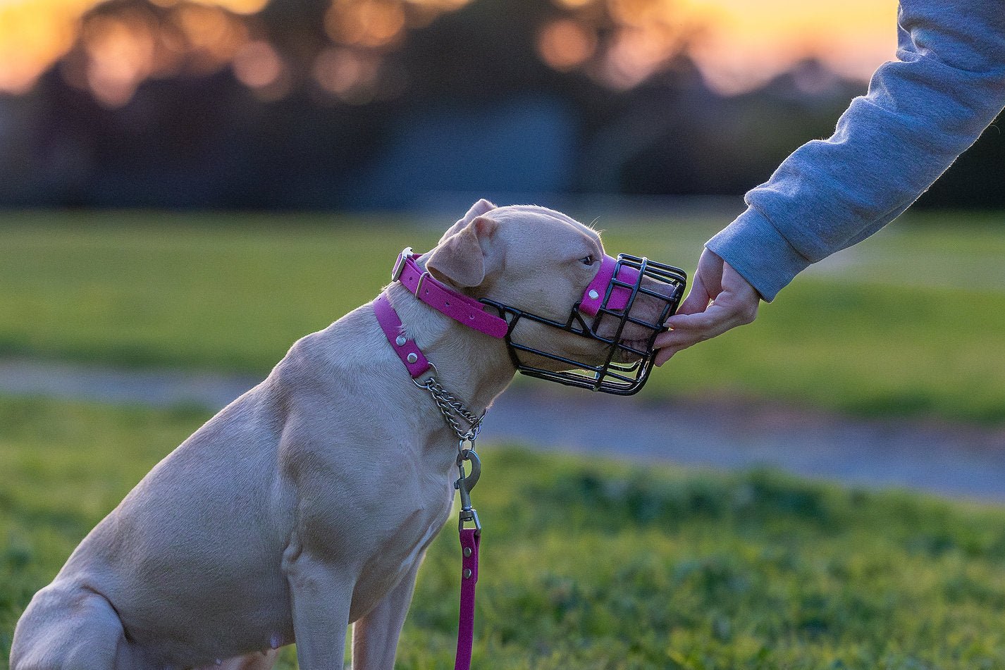 Nextgen Wire Basket Dog Muzzle - Nextgen Dog Collars